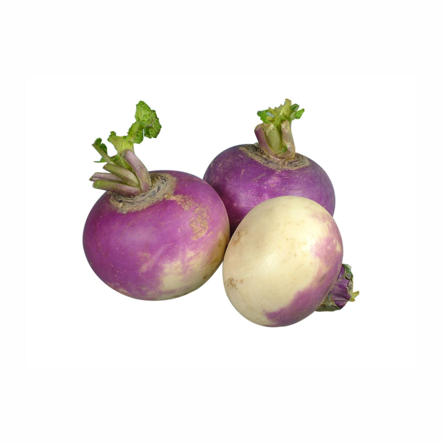 Fresh Turnip Purple Top White 1 KG