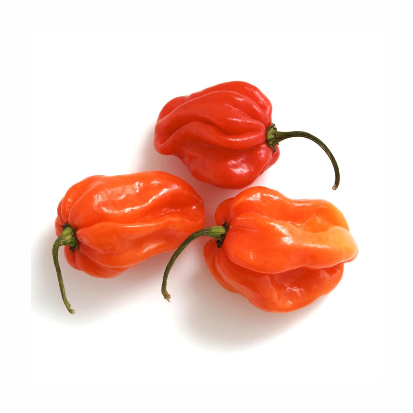 Scottish Chilli 1 KG, perfect for spicing up sauces, stews, and dishes