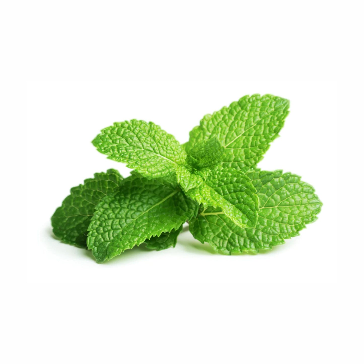 Bunch of Fresh Mint, Aromatic and refreshing