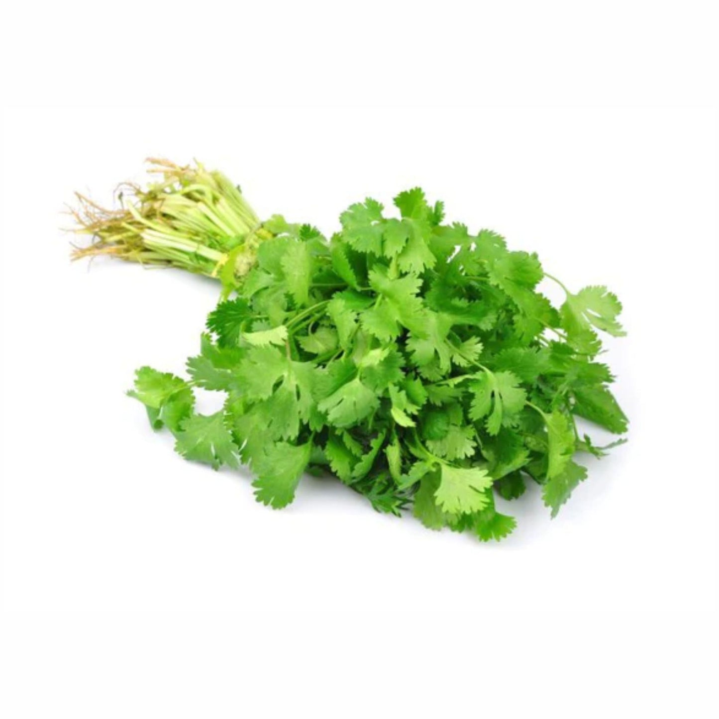 Bunch of Coriander