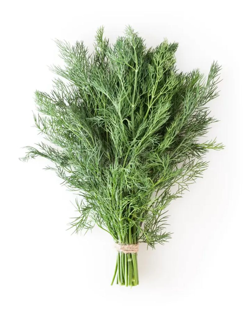 Dill Leaves Bunch